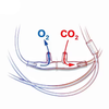 CO2 & O2 Sampling Tube Medical Consumables Sampling Cannula With Nasal Prongs